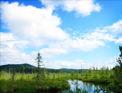 Adirondack Wetlands:  Barnum Bog at the Paul Smiths VIC